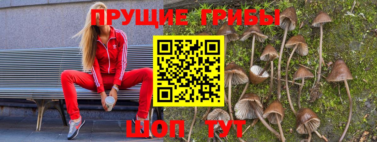 Киров  Галлюциногенные грибы GOLDEN TEACHER  Вход с VPN  Псилоцибиновые грибы Magic Shrooms 